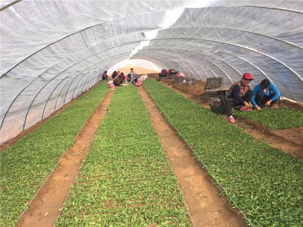 祝賀曲阜綠田源高科甜葉菊150畝有機(jī)育苗基地在山東省曲阜市防山鄉(xiāng)席家村成功落成！