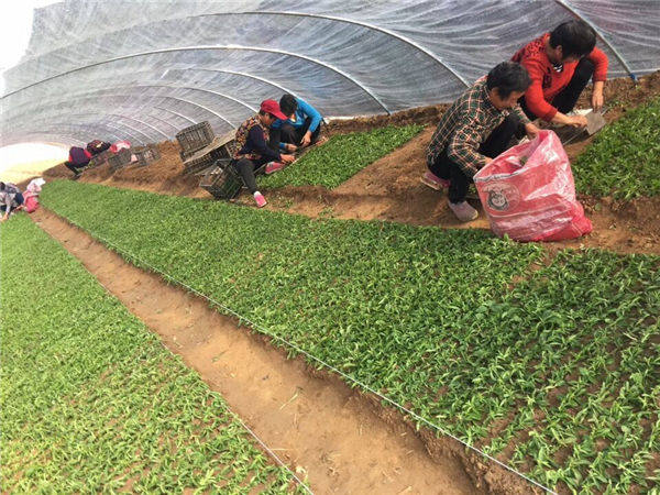 祝賀曲阜綠田源高科甜葉菊150畝有機(jī)育苗基地在山東省曲阜市防山鄉(xiāng)席家村成功落成！