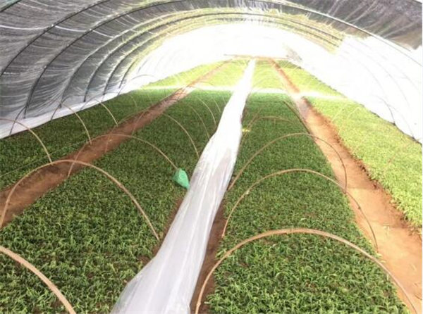 祝賀曲阜綠田源高科甜葉菊150畝有機(jī)育苗基地在山東省曲阜市防山鄉(xiāng)席家村成功落成！