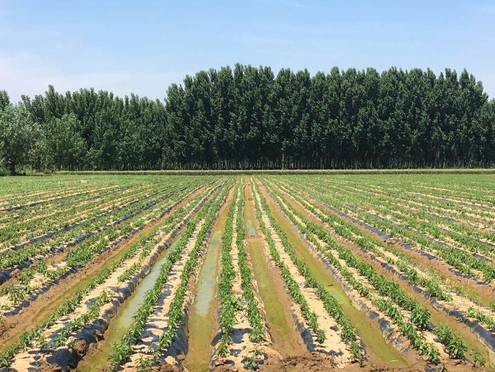 曲阜綠田源高科有限公司有機(jī)甜葉菊繁育基地